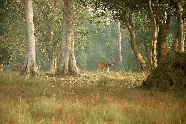 پارک ملی کانا هند